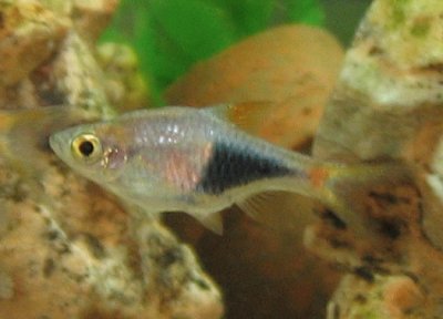 פאזל של Harlequin rasbora