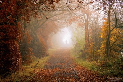 Autumn mist tree arch Scotland