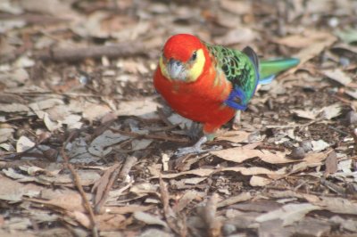 Rosella occidentale