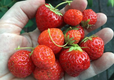 Strawberries from the Garden jigsaw puzzle