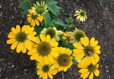 Flowers and Bee