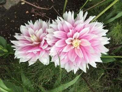 Garden: Pink flowers