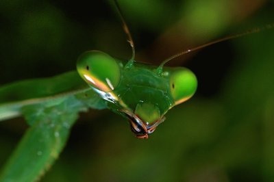 פאזל של Mantis says hello