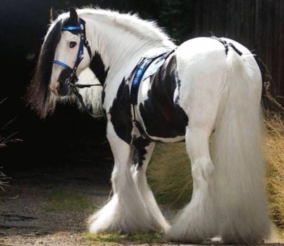 Most beautiful horse I have ever seen