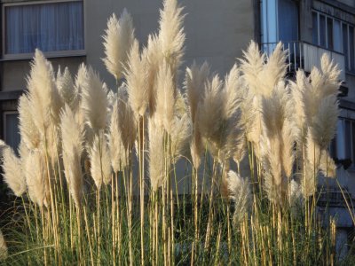 פאזל של vegetation