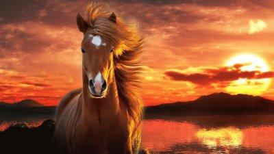 Cavalo 2