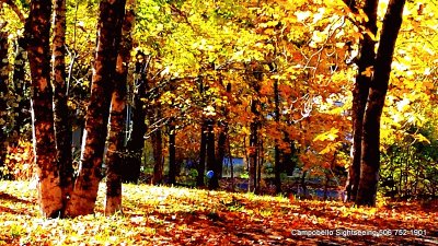 Autumn in the forest