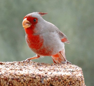 Cardinale del deserto