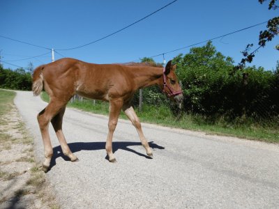 Foal outside