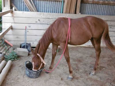 Yearling jigsaw puzzle