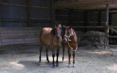 פאזל של two yearling