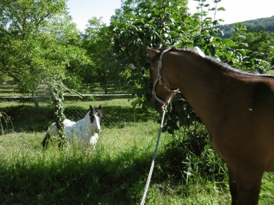 Yearling meet Paint Horse jigsaw puzzle