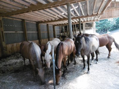 Horses jigsaw puzzle