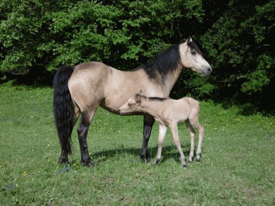 פאזל של Mom connemara and foal Quarter pony