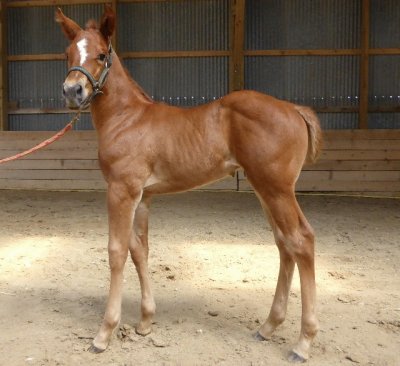 Foal QH jigsaw puzzle