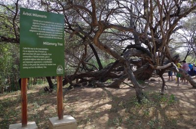 BOSQUE DE POMA: FERREÃ‘AFE