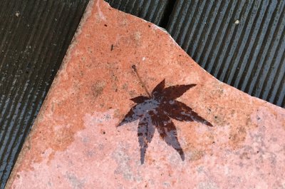 Autumn leaf on wet tile