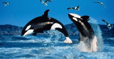 Animais