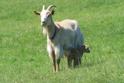 Golden guernsey