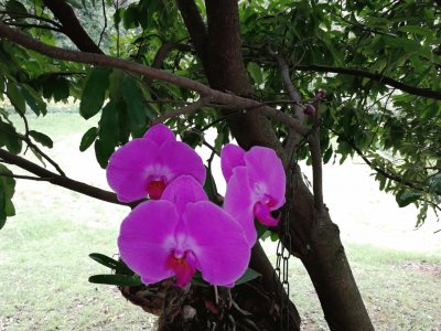 Orquidea Colombiana