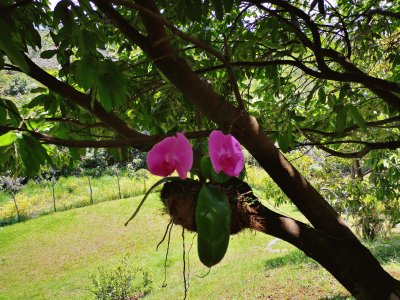 פאזל של linda orquidea