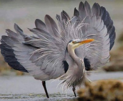 פאזל של aigrette