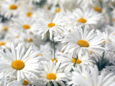 פאזל של marguerites