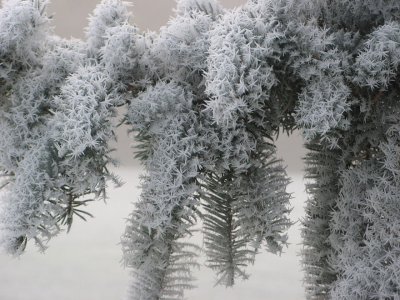 fleurs de glace