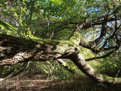 פאזל של in the woods