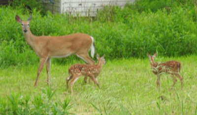 DEER jigsaw puzzle