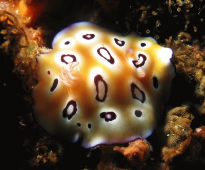 פאזל של Chromodoris leopardus