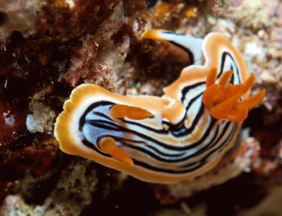 פאזל של Chromodoris strigata