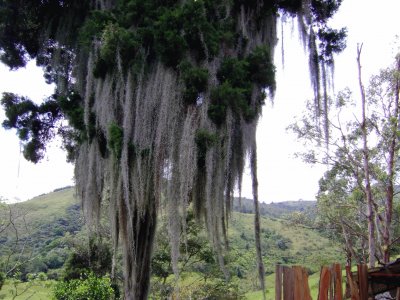 Tronco de Ã¡rbol