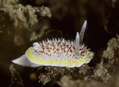 פאזל של Diaporodoris luteocincta