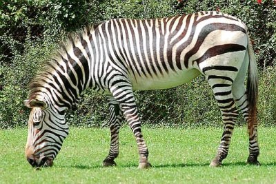 פאזל של Zebra Pastando