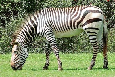 Zebra Pastando jigsaw puzzle