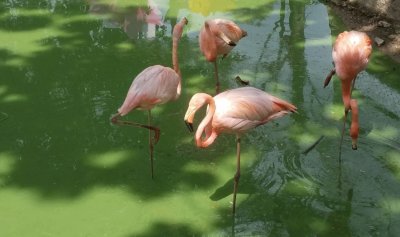 פאזל של FLAMINGOS