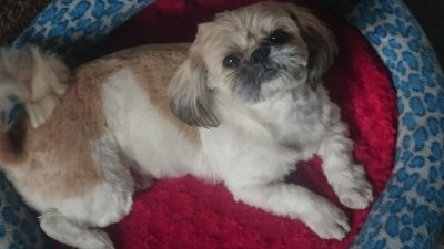 PUQUITA