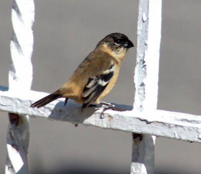 A very beautiful small bird