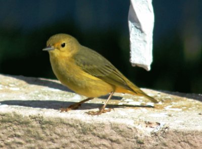 פאזל של best friend of the other beautiful small bird