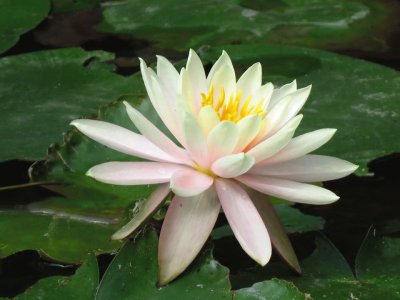 פאזל של Vietnam flor de loto