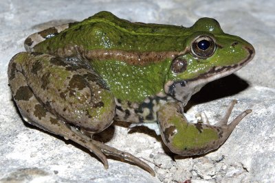 Verde iberica