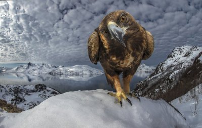 Eagle jigsaw puzzle