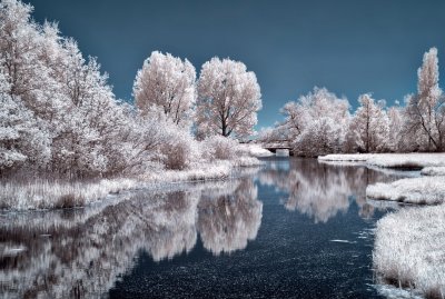 Winter Trees jigsaw puzzle