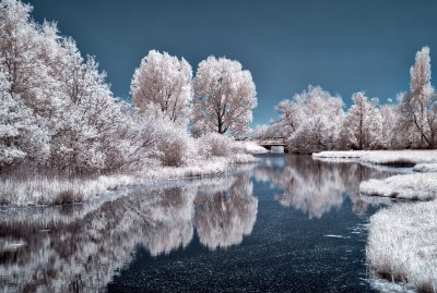 פאזל של Winter Trees