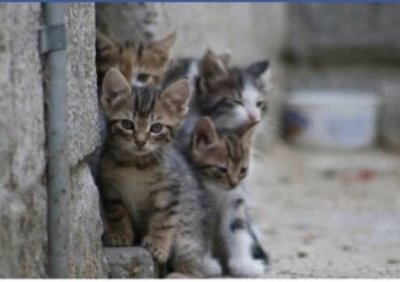 los mininos de jesica