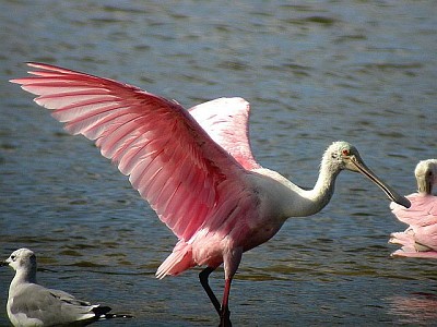 Roseate Spoonbill in flight jigsaw puzzle