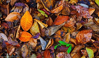 autumn leaves jigsaw puzzle