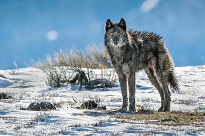 Lobo jigsaw puzzle