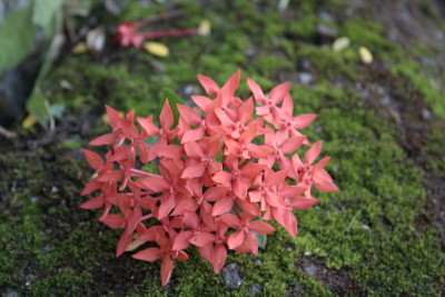 Flores fotografÃ­a anÃ¡loga jigsaw puzzle